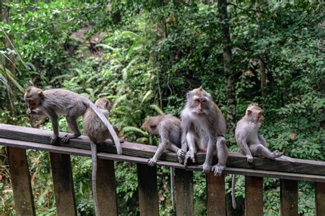 Ubud Monkey Forest: Keşfetmek ve Sincap Dostlarıyla Buluşmak İçin Harika Bir Yer!